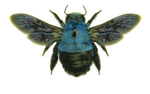 les abeilles et les guêpes