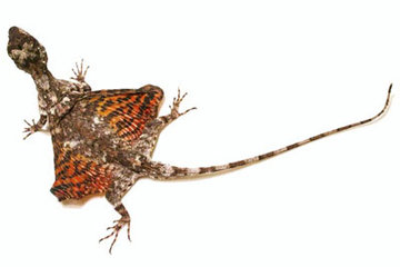 Flying Lizard