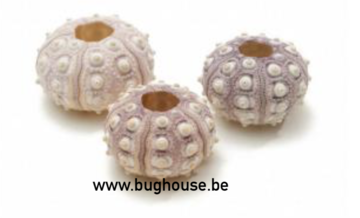 Sea urchin