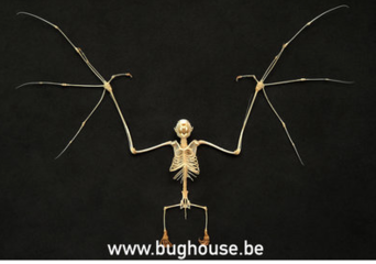 Bat skeleton