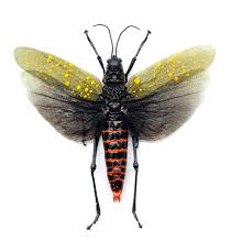 Sauterelles et grillons