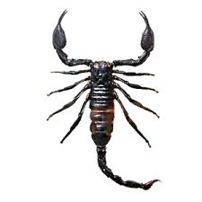 Scorpions