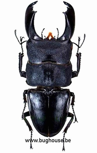 Dorcus Titanus typhon 76-80 mm (Sulawesi) ♂︎ - Bughouse the online insect and entomology shop.