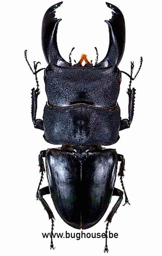 Dorcus Titanus typhon 76-80 mm (Sulawesi) ♂︎	         - Bughouse the online insect and entomology shop.