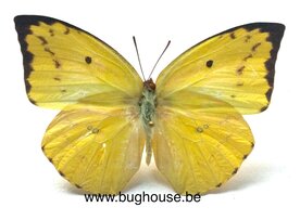 Catopsilia pomona (Philippines) front