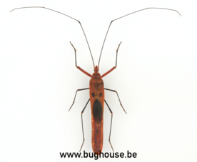 Lohita Grandis (Thailand) ♂︎/♀︎