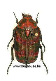 Sternoplus Schaumi (Sulawesi)