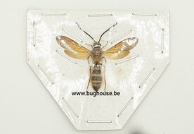 Wasp sp2. (Java) ♂︎/♀︎ **SPREAD**