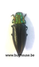 Cyphogastra Sp. (Jayapura) ♂︎/♀︎