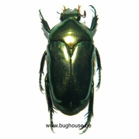 Ischiopsopha ceramensis (Ceram)