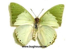 Charaxes Eupale (RCA) 