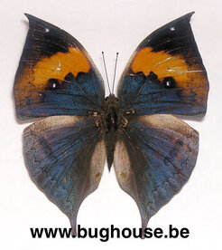 Kallima Inachus (China)