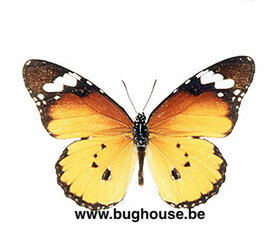 Danaus chrysippus (Madagascar) 