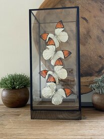Beautiful square glass dome "display case" with 4 real Hebomoia Glaucippe Celebensis butterflies.