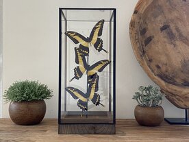 Beautiful square glass dome "display case" with 3 real Papilio Thoas butterflies