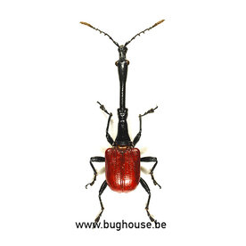 Trachelophorus giraffa (Madagascar)