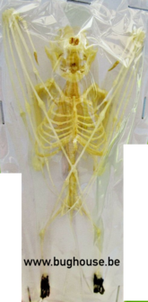 Miniopterus medius skeleton (java)