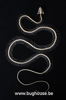 Dendrelaphis pictus snake (Skeleton)