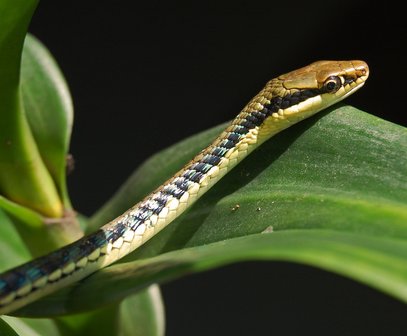 Dendrelaphis pictus snake (Skeleton)