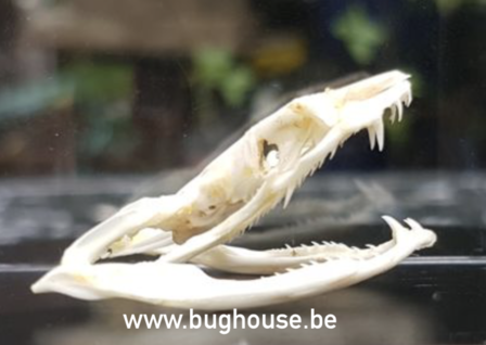Ahaetulla prasina snake Skull (Indonesia)
