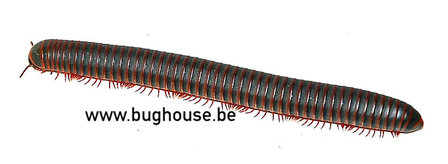 Millipede sp. (Thailand)