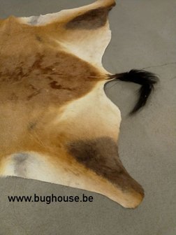 Hartenbeest skin - Alcelaphus buselaphus - 