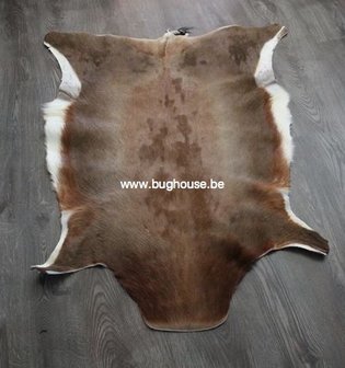 Blesbok skin - Damaliscus pygargus phillipsi - 