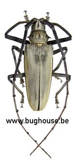Batocera Hercules (Sulawesi) 