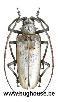 Batocera Hercules (Sulawesi) Female