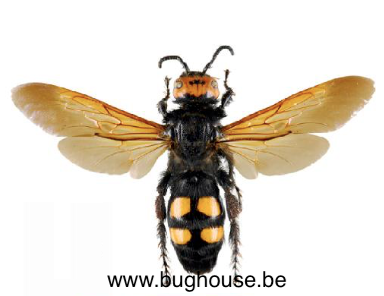 Megascolia Maculata (Greece) Female