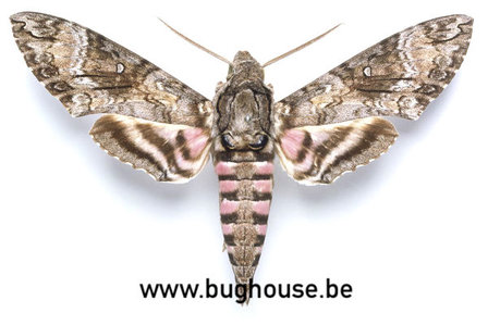 Agrius cingulata  (Brazil)