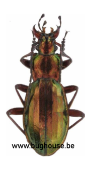 Chrysocarabus Punctato (France)