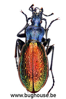 Carabus Hispanus (France)