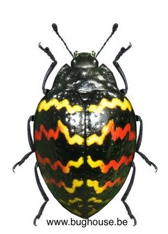 Erotylus peruvianus (Peru)