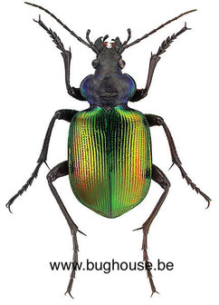 Calosoma sycophanta (Bulgaria)