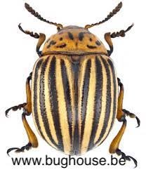 Leptinotarsa decemlineata (Jamaica)
