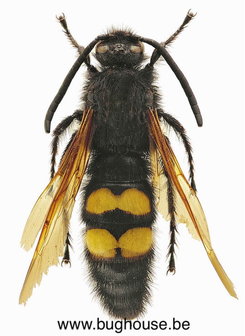 Megascolia Maculata Flavifrons (France) 