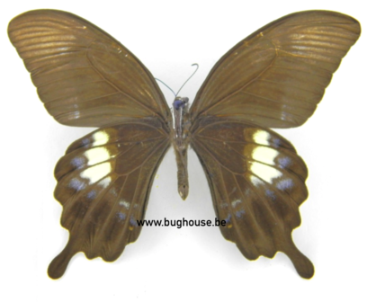 Papilio fuscus (Indonesia) UNDERSIDE