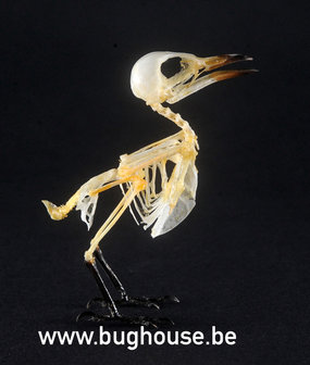 Red-headed honey bird Skeleton