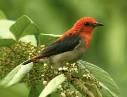 Red-headed honey bird Skeleton