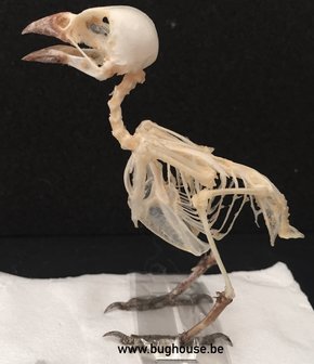 Bird Skeleton (Eurasian Tree Sparrow) Indonesia