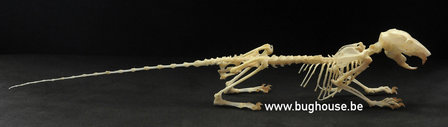 Plantain Squirrel (Skeleton)