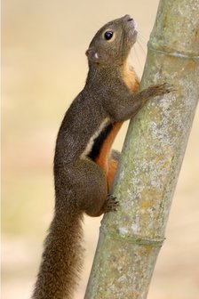Plantain Squirrel (Skeleton)