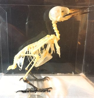 Freckle-breasted Woodpecker  Skeleton (Indonesia)