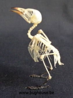 Scarlet-headed flowerpecker bird skeleton (Indonesia)