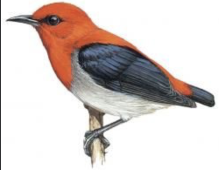 Scarlet-headed flowerpecker bird skeleton (Indonesia)