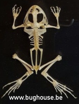Fejervarya Skeleton 