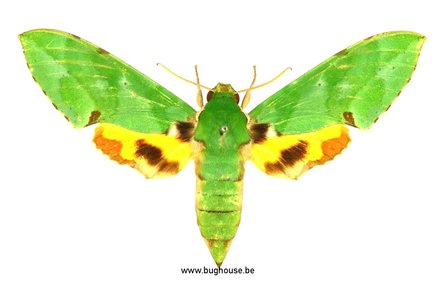 Euchloron megaera (Uganda)