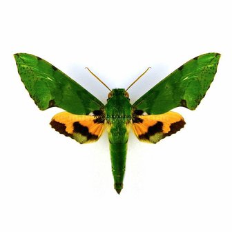Euchloron Megaera Megara (Cameroon)