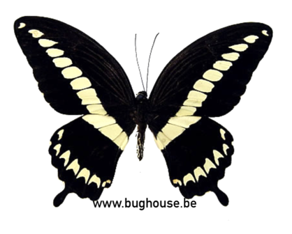 Papilio Gigon Gigon (Sulawesi)